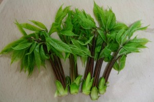 コンテツ（コシアブラ）