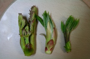 春の山菜　タラの芽・ハリキリ・コシアブラ