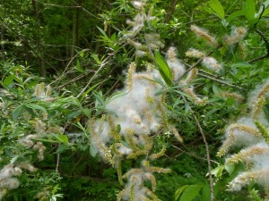 おのえやなぎ（尾上柳）
