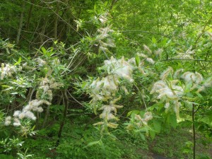 おのえやなぎ（尾上柳）
