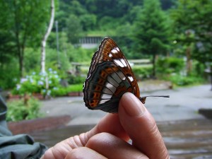 オオイチモンジ