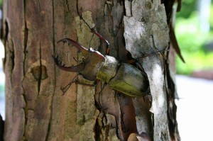 ミヤマクワガタ