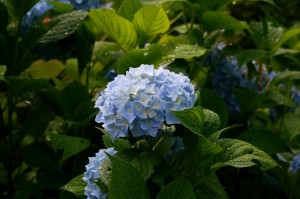 紫陽花