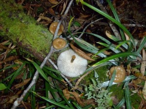 フチドリツエタケ