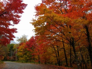 紅葉と雪の状況