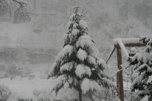 クリスマスツリー