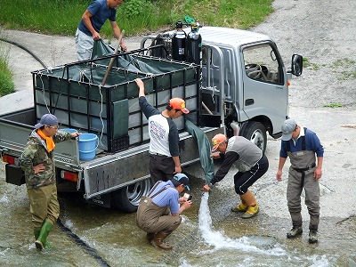 山女魚の放流