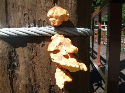 マスタケ奥飛騨深山荘