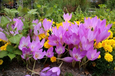 奥飛騨温泉郷深山荘コルチカム