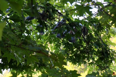 アケビ奥飛騨温泉郷深山荘