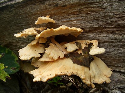 マスタケ奥飛騨温泉郷高山市深山荘