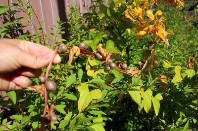 むかご奥飛騨温泉郷深山荘