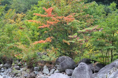 紅葉混浴露天風呂