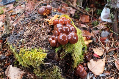 高山市奥飛騨温泉郷新穂高温泉深山荘