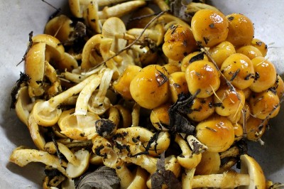 高山市奥飛騨温泉郷新穂高温泉深山荘