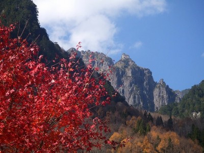 錫杖岳とモミジ