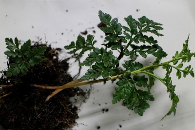 高山市奥飛騨温泉郷新穂高温泉深山荘カンワラビ