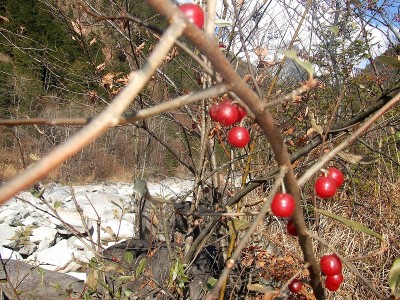 高山市奥飛騨温泉郷新穂高温泉深山荘グミ