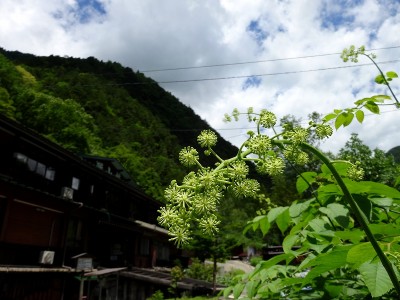 高山市奥飛騨温泉郷新穂高温泉深山荘ウドの花