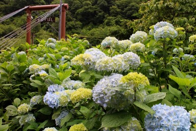 高山市奥飛騨温泉郷新穂高温泉深山荘紫陽花
