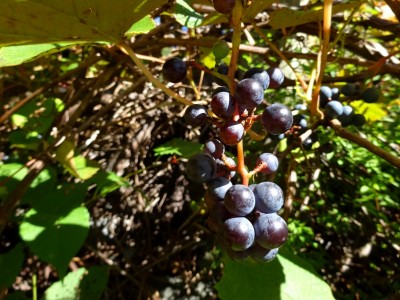 山葡萄